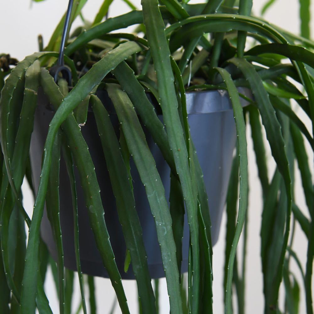 Thompson & Morgan Lepismium Bolivianum Plant in Hanging Basket 17cm 2 Pack Image 3