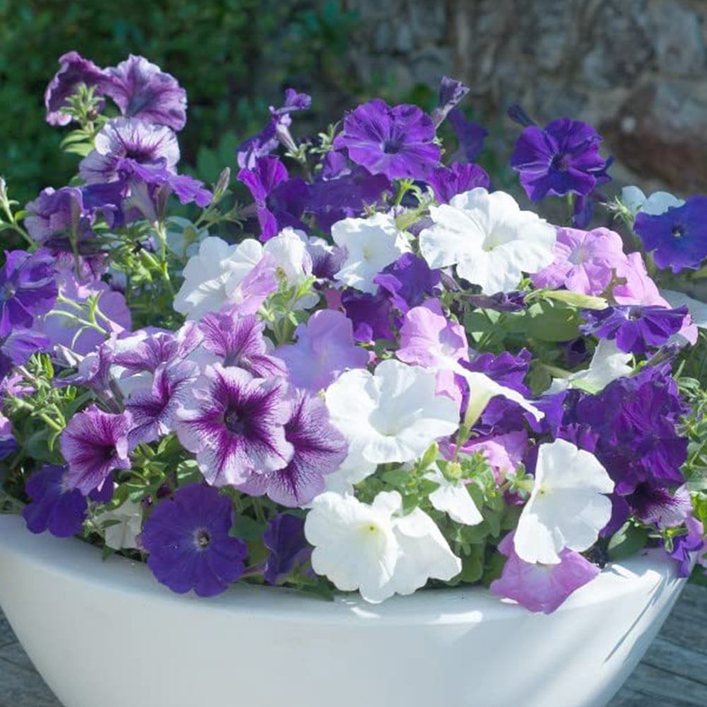 Thompson and Morgan Petunia Frenzy Grand Rapids Garden Ready Plant 30 Pack Image 1