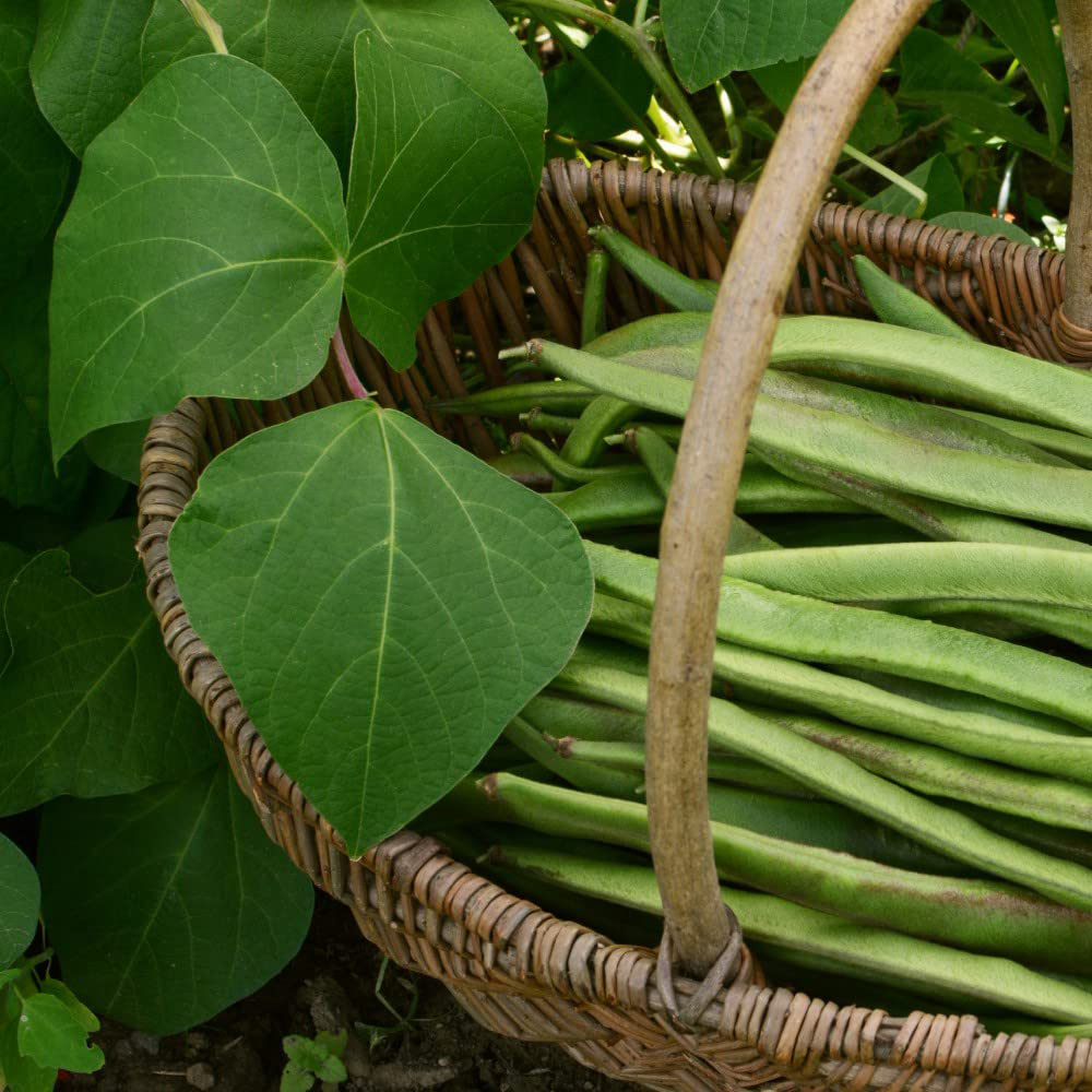 Thompson and Morgan Bean Runner White Swan Multi Sown Garden Ready Plant 15 Pack Image 2