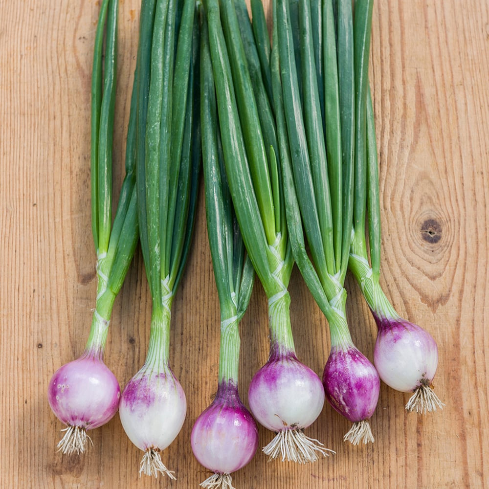 Thompson and Morgan Onion Allium Cepa Ruby Red Seed Packet Image 1