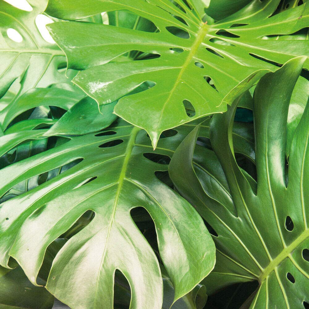 Thompson & Morgan Monstera Deliciosa Swiss Cheese Plant Potted Plant 11cm Image 2