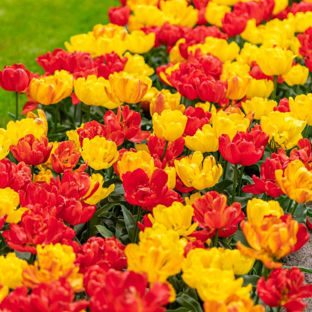 Thompson and Morgan Tulip Baby Blend Bulbs 16 Pack Image 2