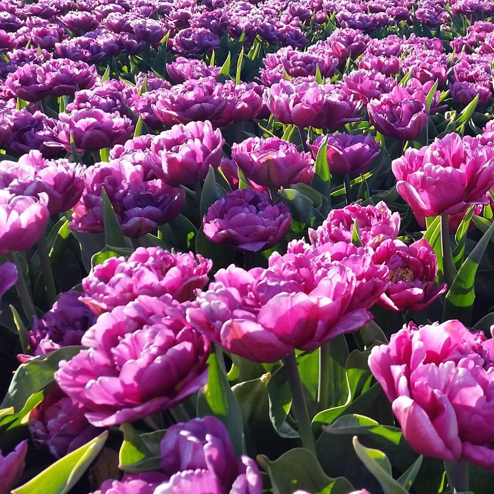 Thompson and Morgan Tulip Double Flag Bulbs 16 Pack Image 3