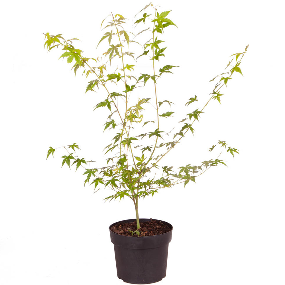 YouGarden Acer Palmatum Katsura Plant Pot Image 3