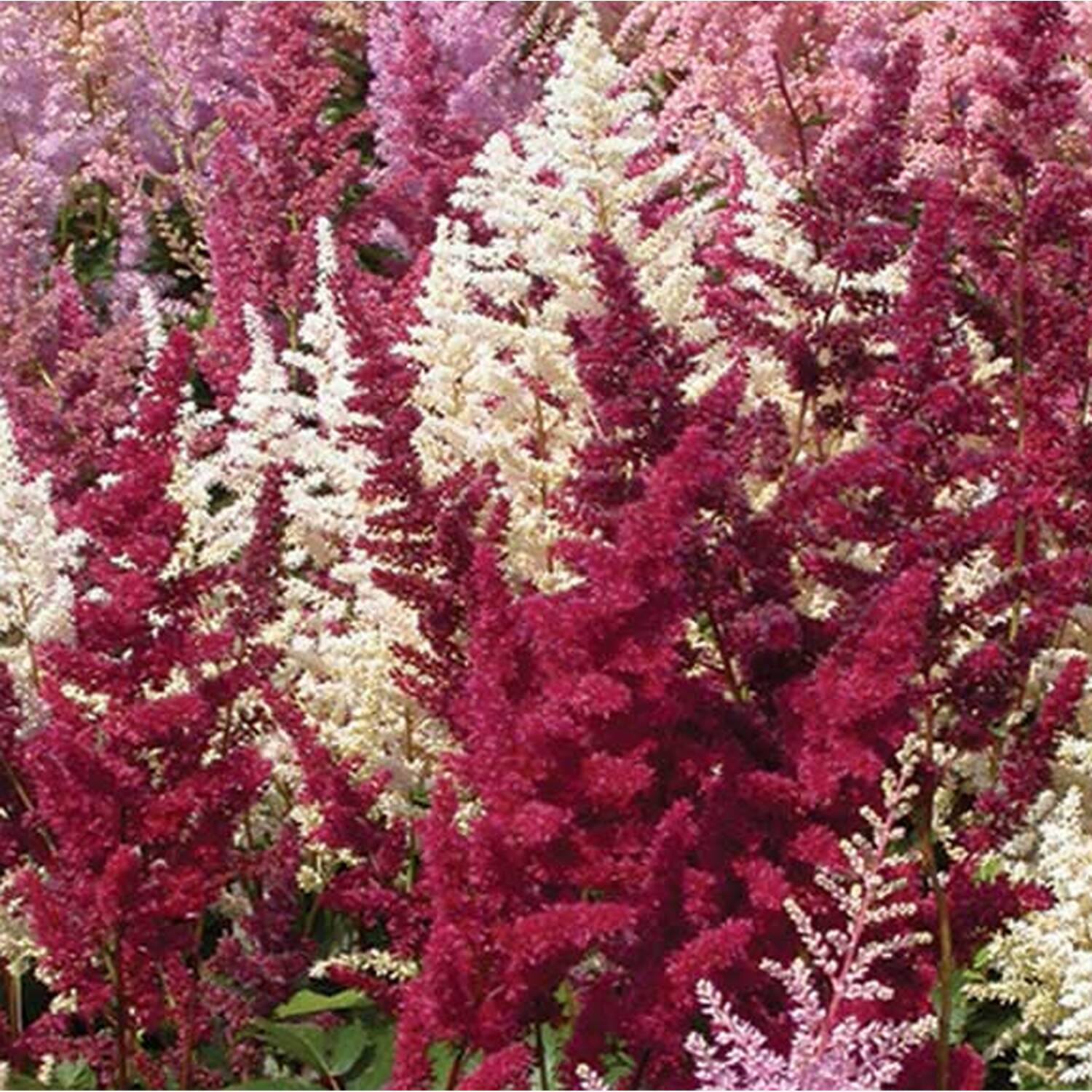 Astilbe Mix Plant Pot Image 3