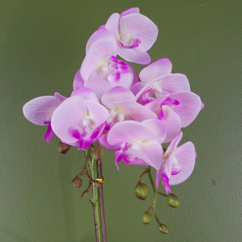 Botanik Light Pink Phalaenopsis Orchid Artificial Plant in Silver Pot 50cm Image 3