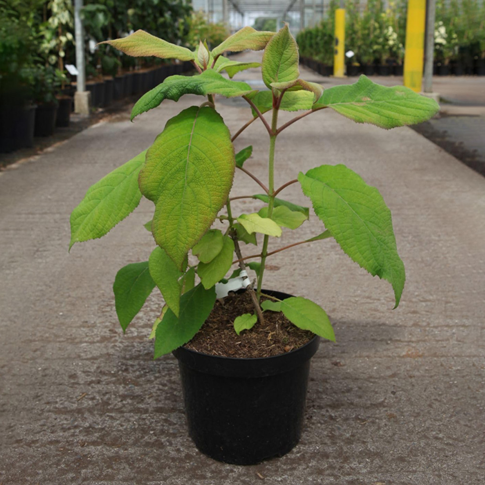 Thompson & Morgan Hydrangea Aspera Goldrush Plant Pot 7.5L Image 1