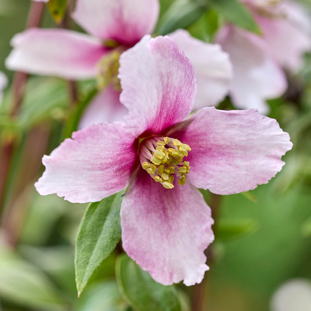 YouGarden Philadelphus Petite Perfume Collection Plant Pot 9cm 3 Pack Image 1