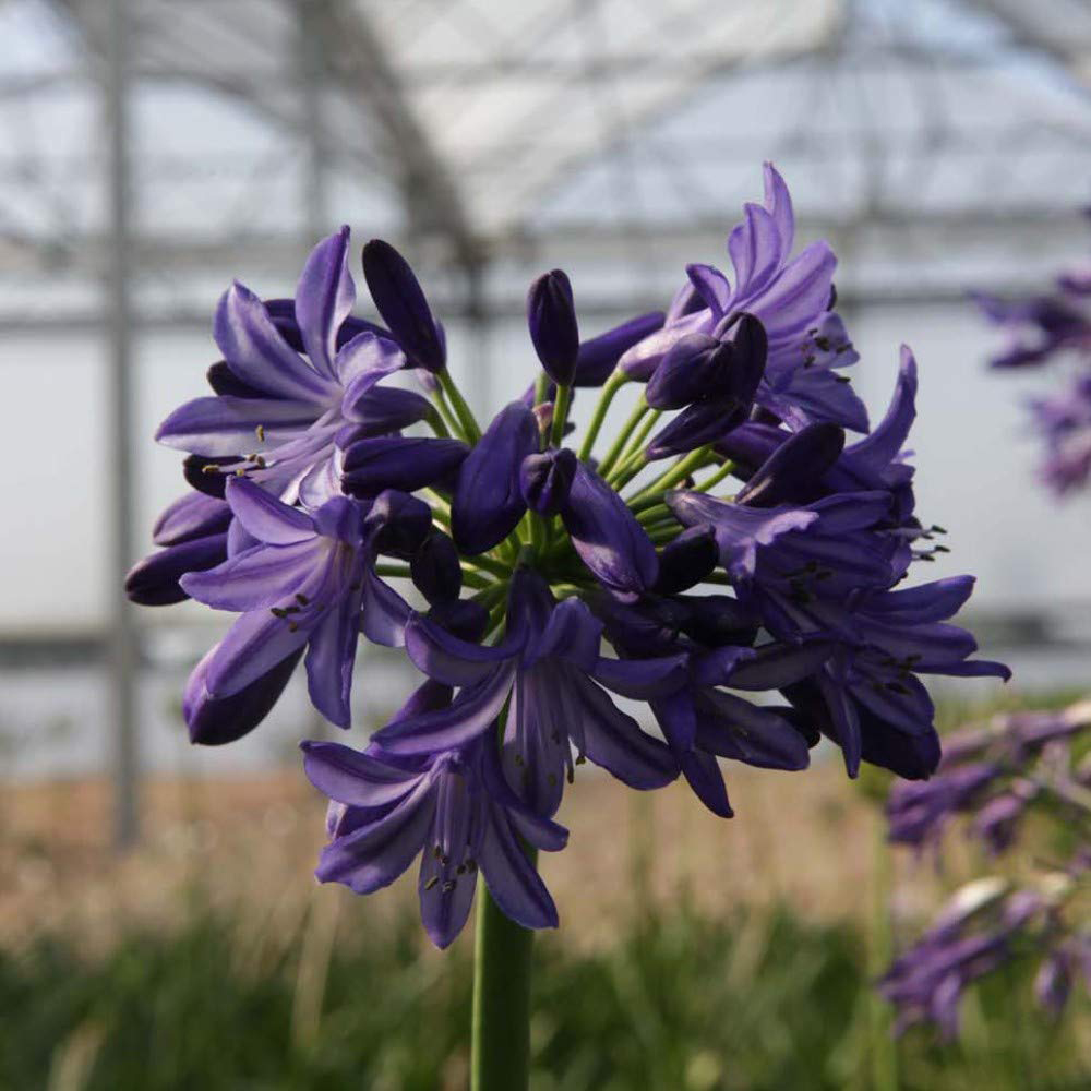 Thompson and Morgan Agapanthus Northern Star Plant Pot 3L 2 Pack Image 2