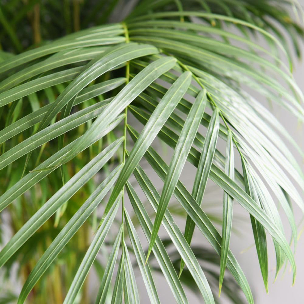 Thompson and Morgan Dypsis Lutescens in Hydro Plant Pot 27cm 2 Pack Image 4