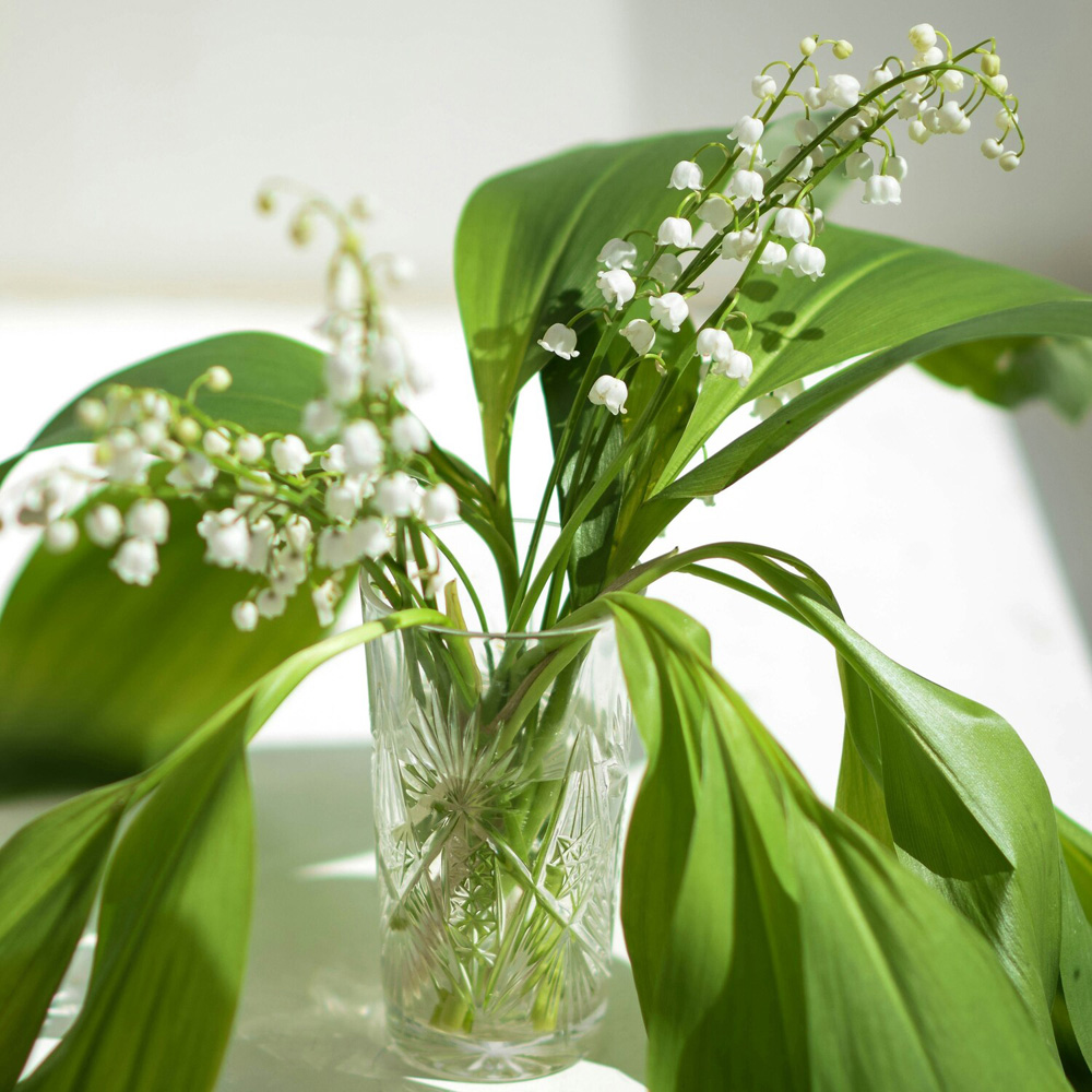 Convallaria Lily of the Valley Plant Image 2