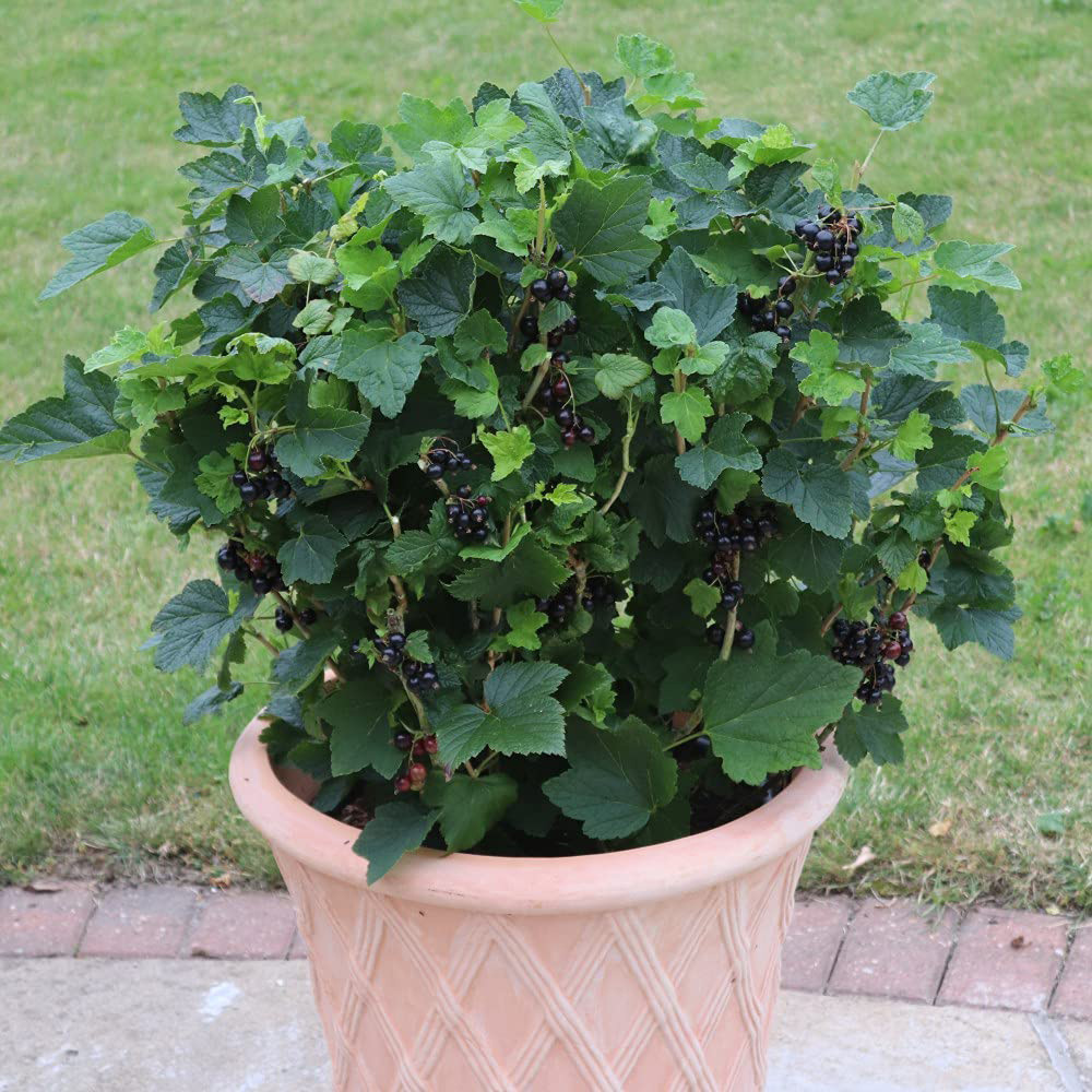 Thompson and Morgan Blackcurrant Ribes Nigrum Summer Pearls Patio Potted Plant 9cm 6 Pack Image 5