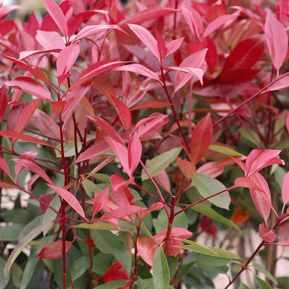 Thompson and Morgan Photinia Fraserii Red Robin Plant Pot 2L Image 1