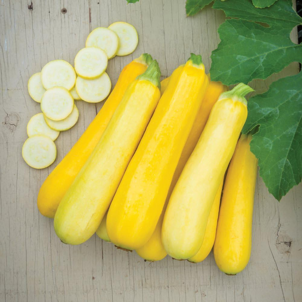 Thompson and Morgan Courgette Cucurbita Pepo Butterstick F1 Seeds Image 2