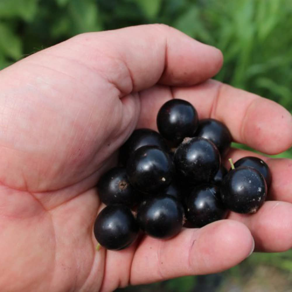 Thompson and Morgan Blackcurrant Ribes Nigrum Summer Pearls Patio Potted Plant 9cm 6 Pack Image 2