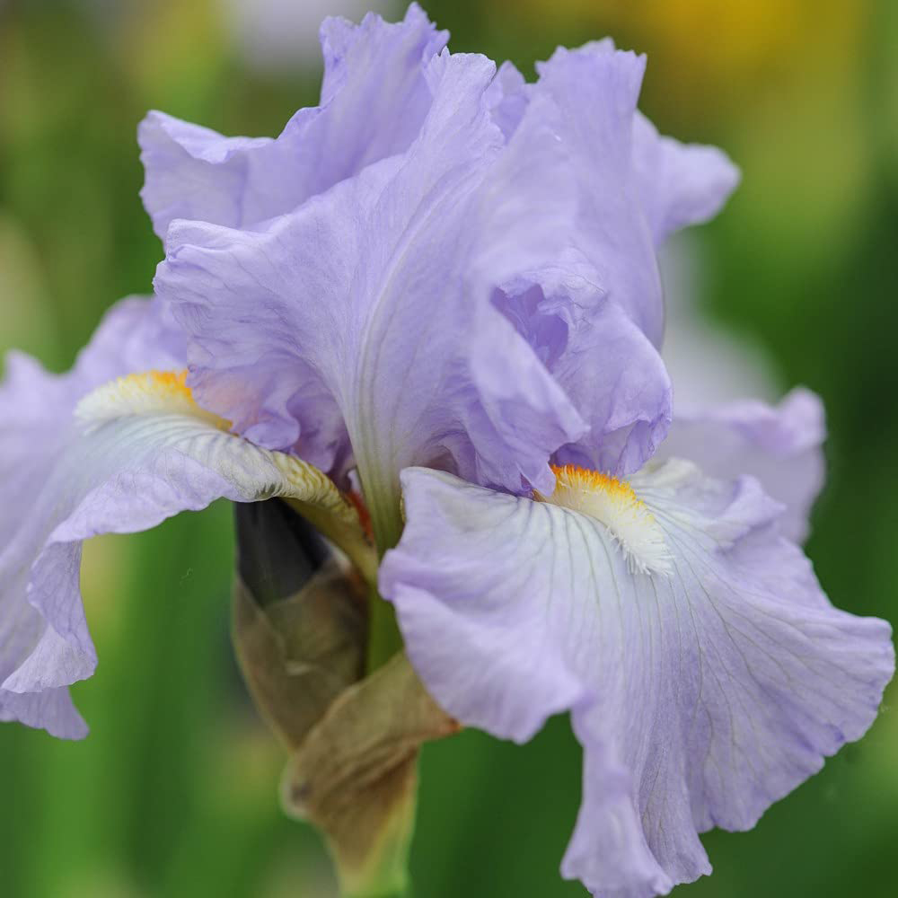 Thompson and Morgan Iris Victoria Falls Rhizome Image 3