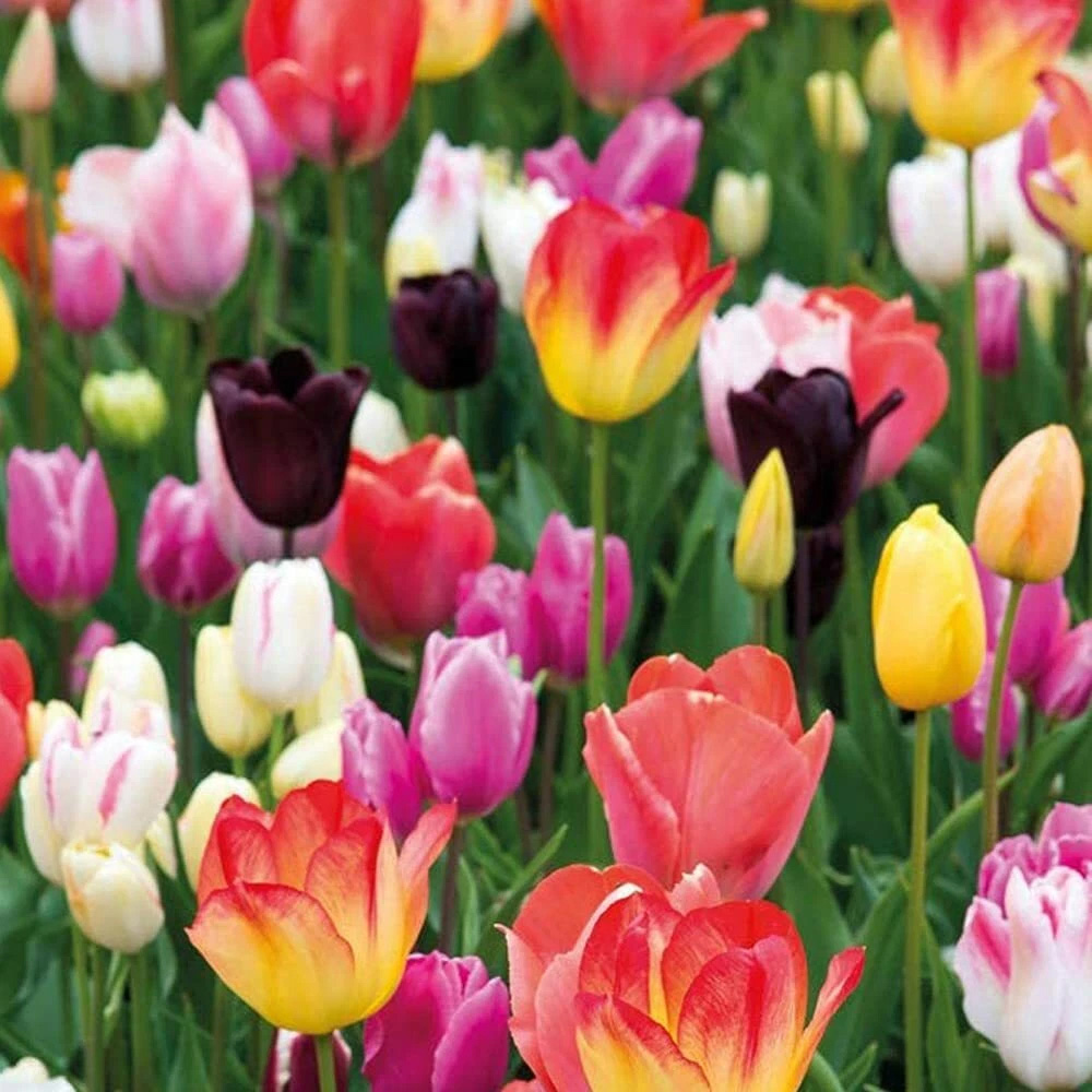 Thompson and Morgan Tulip Triumph Mixed Planting Bulb 80 Pack Image 1