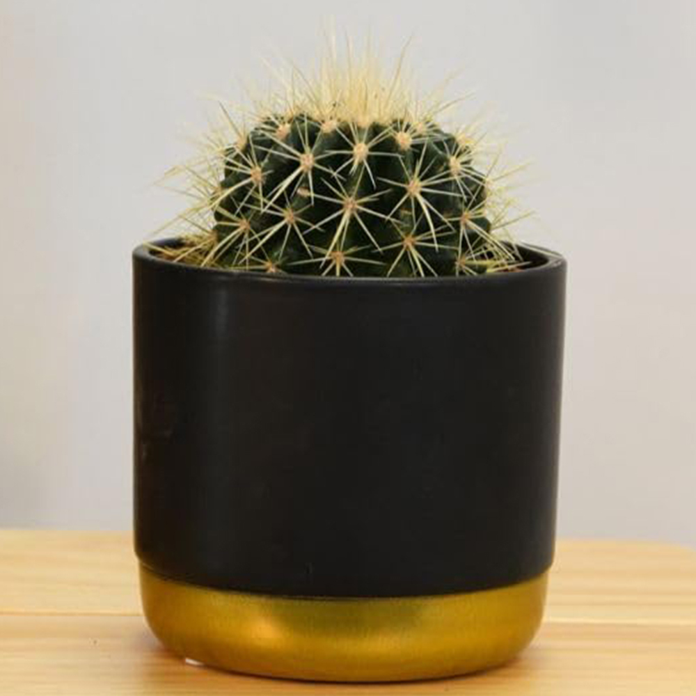 Thompson and Morgan Echinocactus Grusonii Plant Pot 10.5cm 2 Pack Image 1