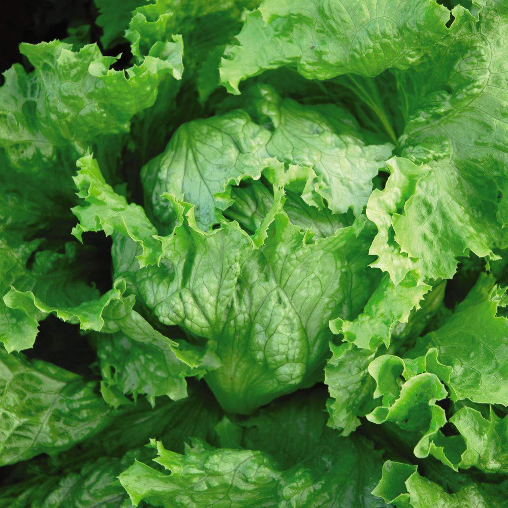 Thompson and Morgan Lettuce Webbs Wonderful Seeds Image 1