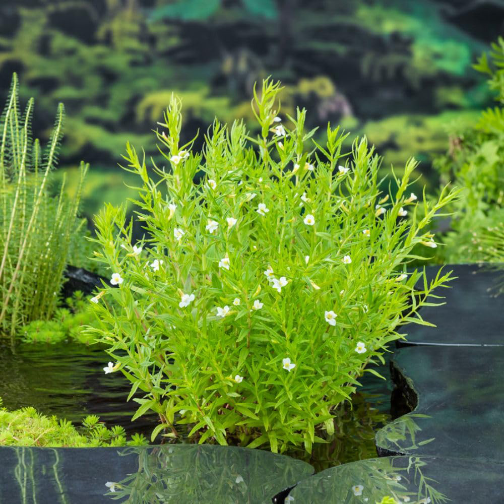 Thompson and Morgan Gratiola Officinalis Plant Pot 9cm 2 Pack Image 2