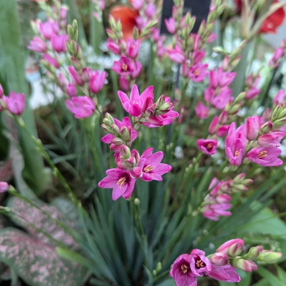 Thompson and Morgan Ixia Venus Autumn Planting Bulb 32 Pack Image 3