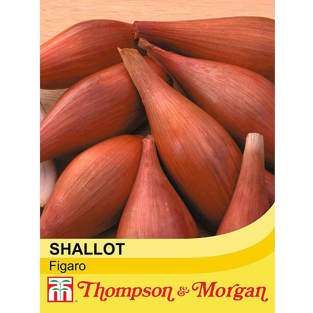 Thompson & Morgan Shallot Figaro Seeds Image 2