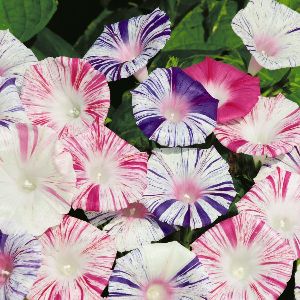 Thompson & Morgan Morning Glory Carnevale Di Venezia Seed Packet Image