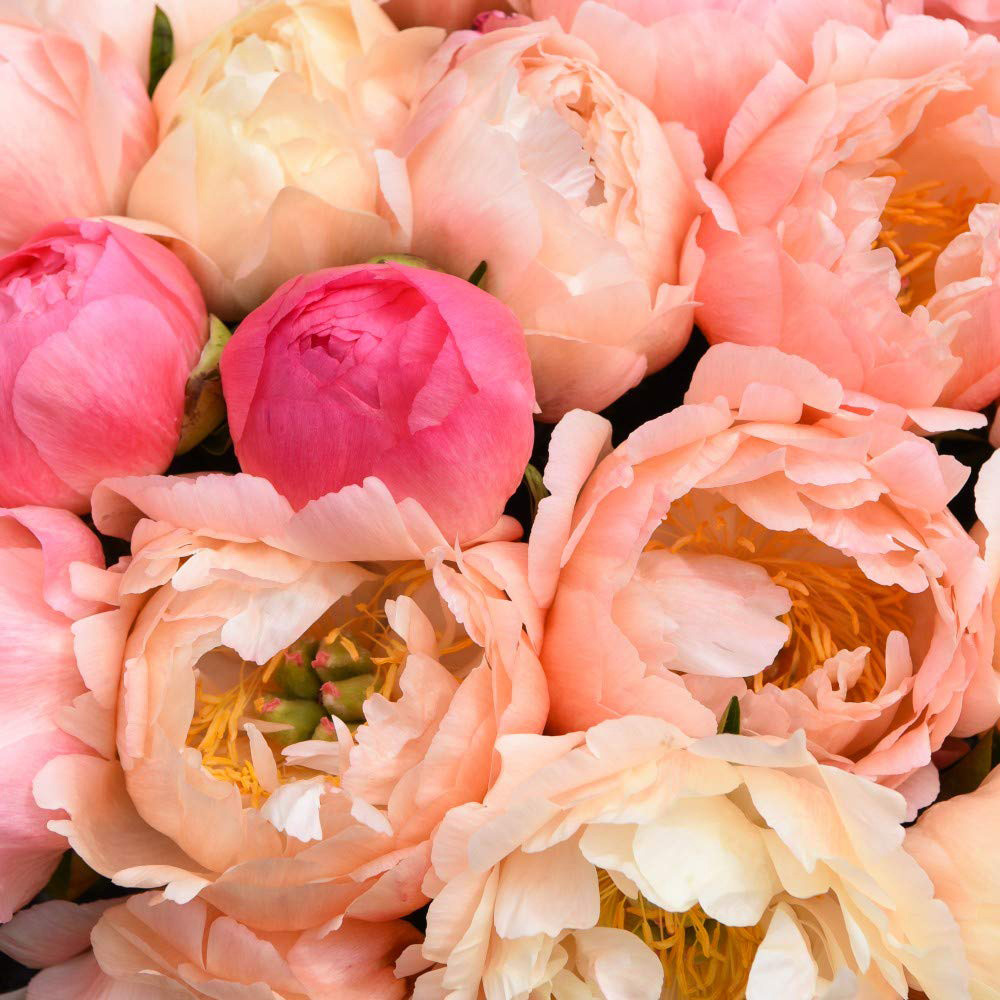 Thompson & Morgan Peony Coral Sunset Bare Root 3 Pack Image 2