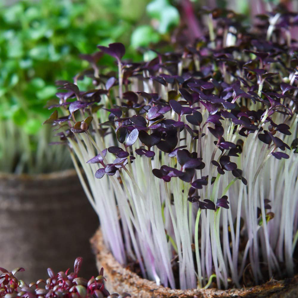 Thompson and Morgan Microgreens Mustard Red Lace Seeds Image 3