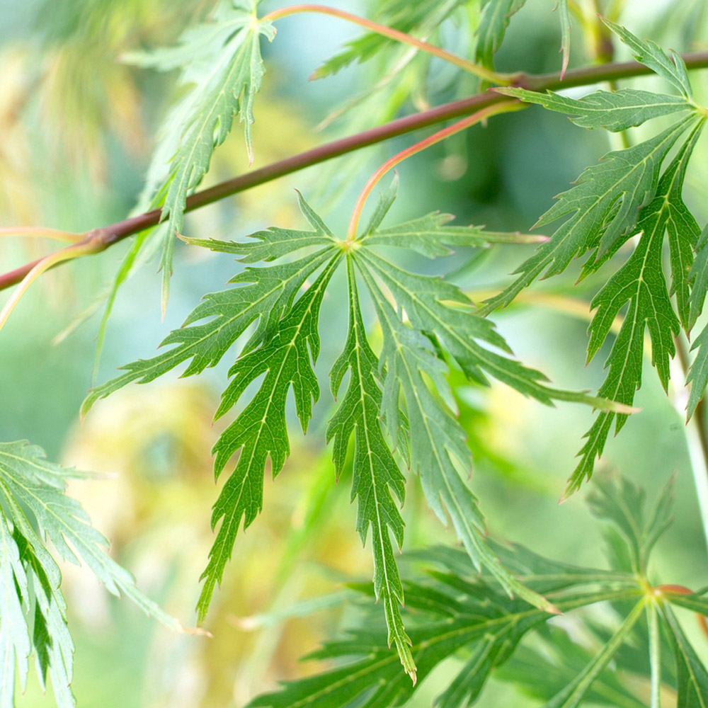 YouGarden Acer Palmatum Dissectum Plant Pot 3L Image 2