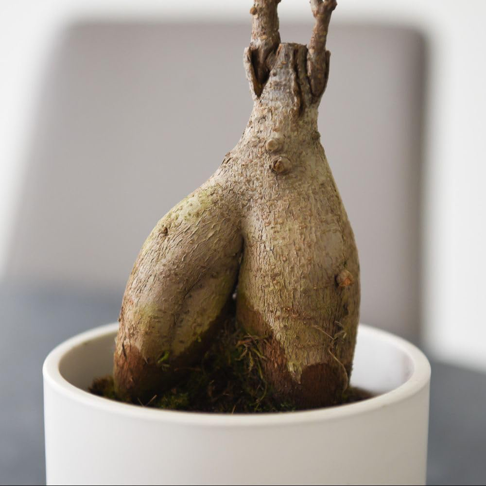 Thompson and Morgan Ficus Microcarpa Ginseng Plant Pot 9cm 2 Pack Image 4