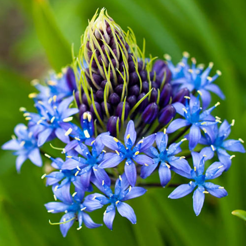 wilko Portuguese Squill Scilla Peruviana Planting Bulb 3 Pack Image 1
