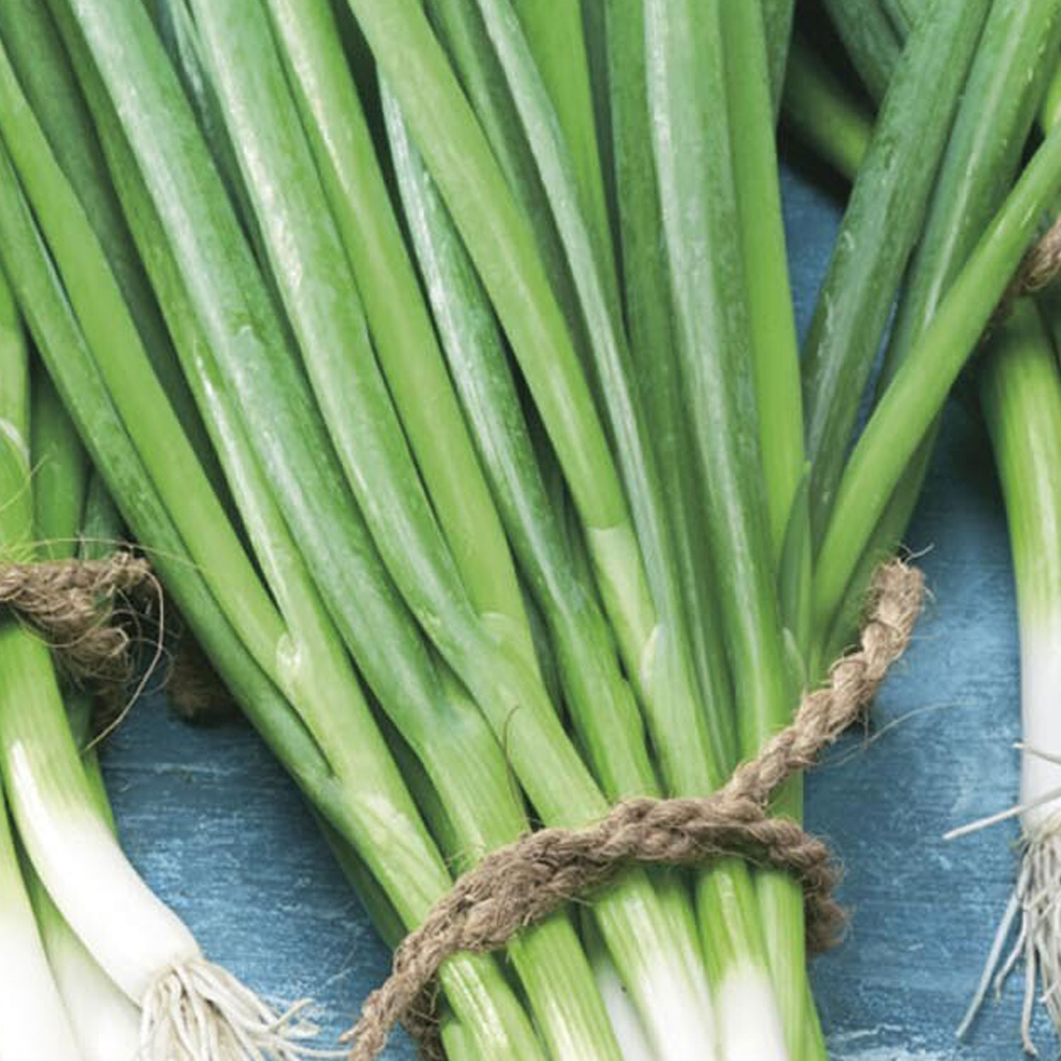 Johnsons Spring Onion Snow Queen Vegetable Seeds Image 1