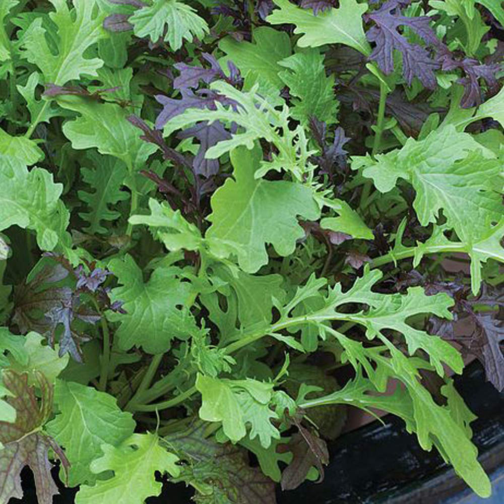 Thompson and Morgan Salad Leaves Oriental Mustard Seeds Image 1