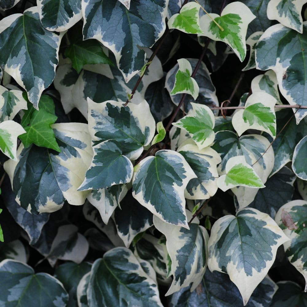 Thompson & Morgan Hedera Algeriensis Gloire De Marengo Plan Pot 3L Image 1