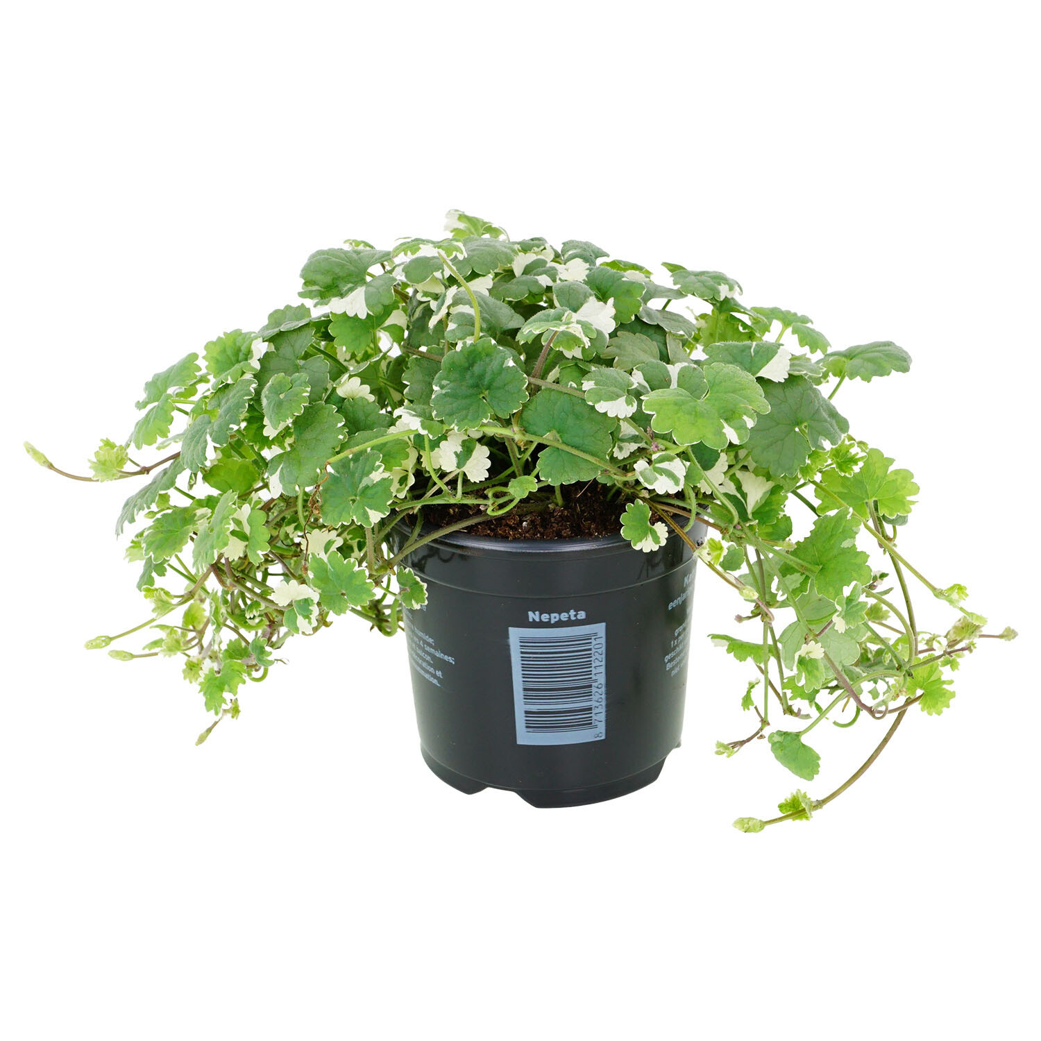 Nepeta Bedding - Green Image