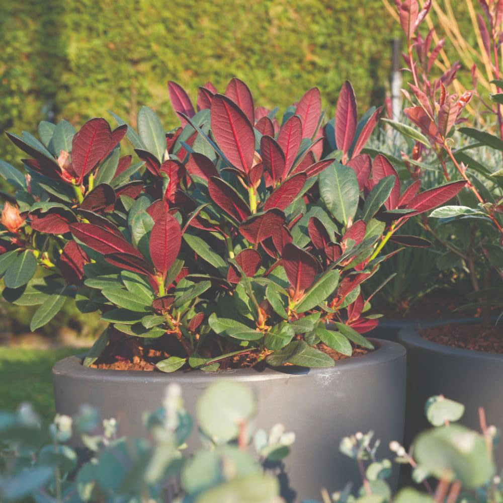 Thompson and Morgan Rhododendron Wine and Roses Plant Pot 15cm Image 2