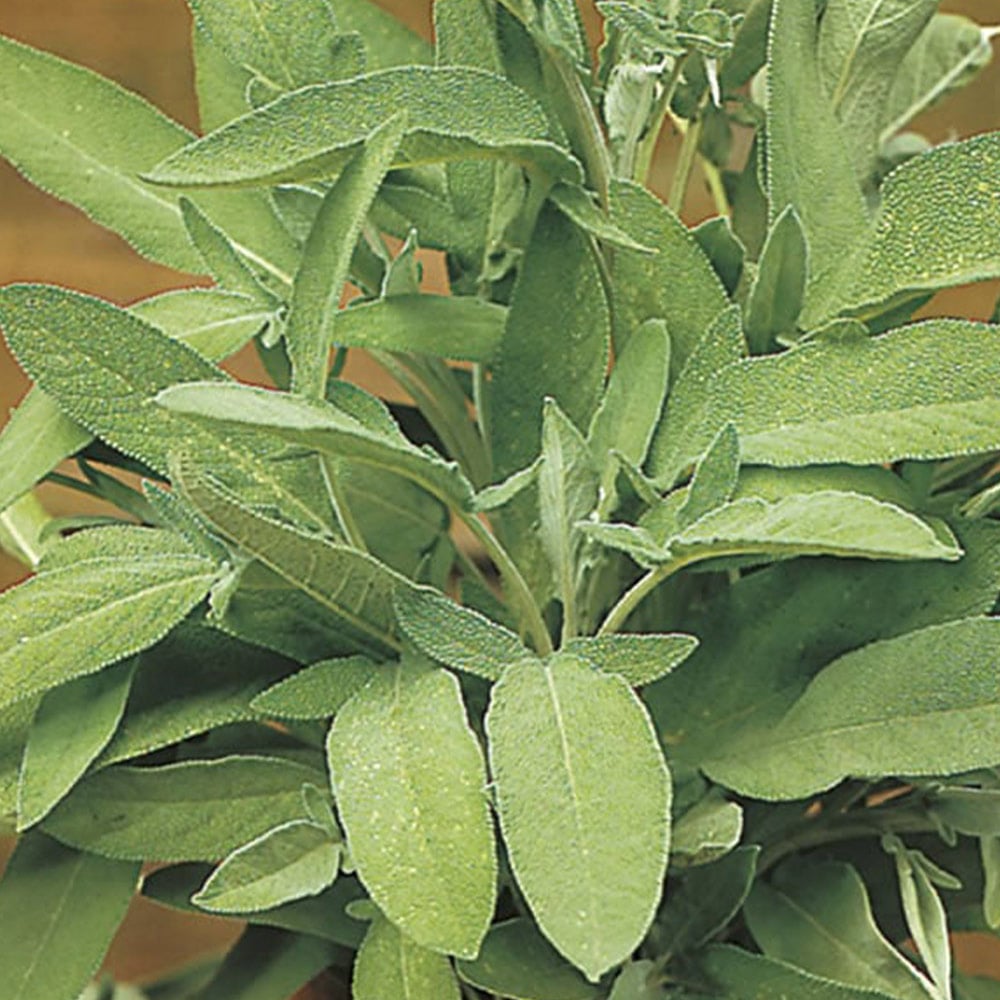 Johnsons Sage Herb Seeds Image 1