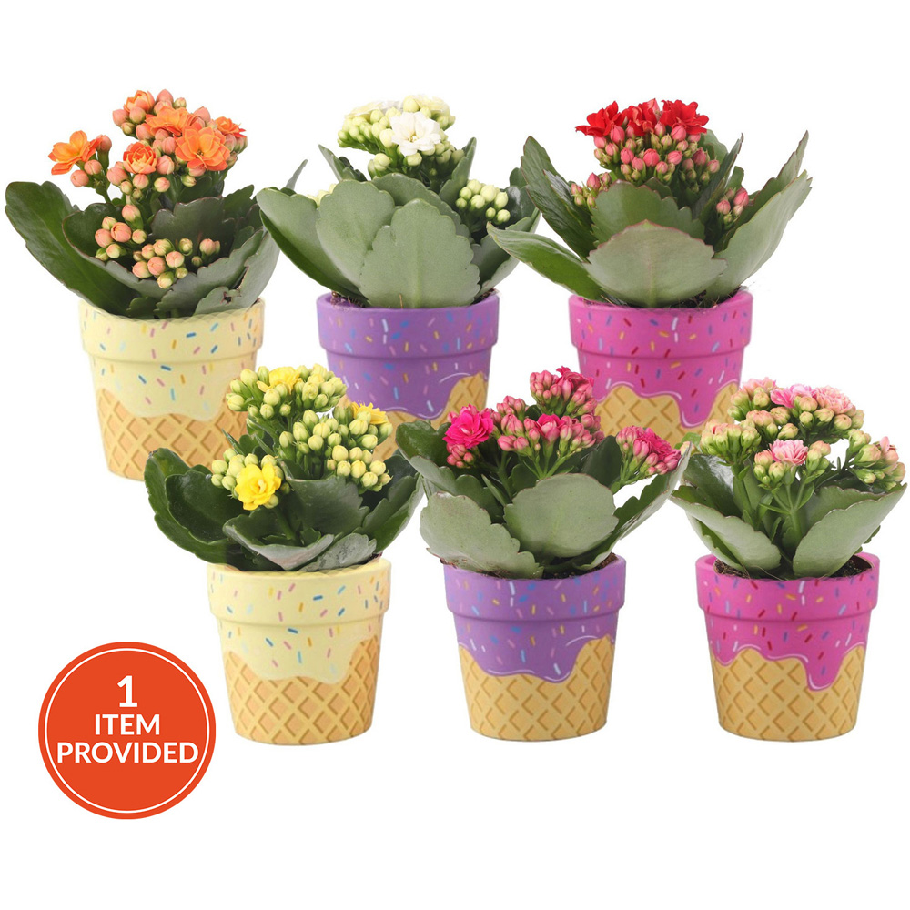 Kalanchoe in Ceramic Pot Image 1