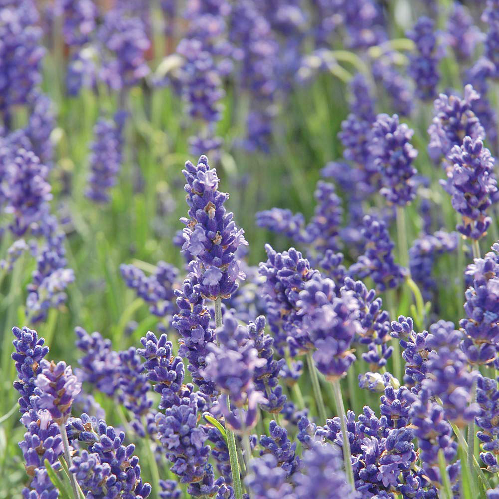 Thompson and Morgan Lavender Hidcote Plug Plant 12 Pack Image 3