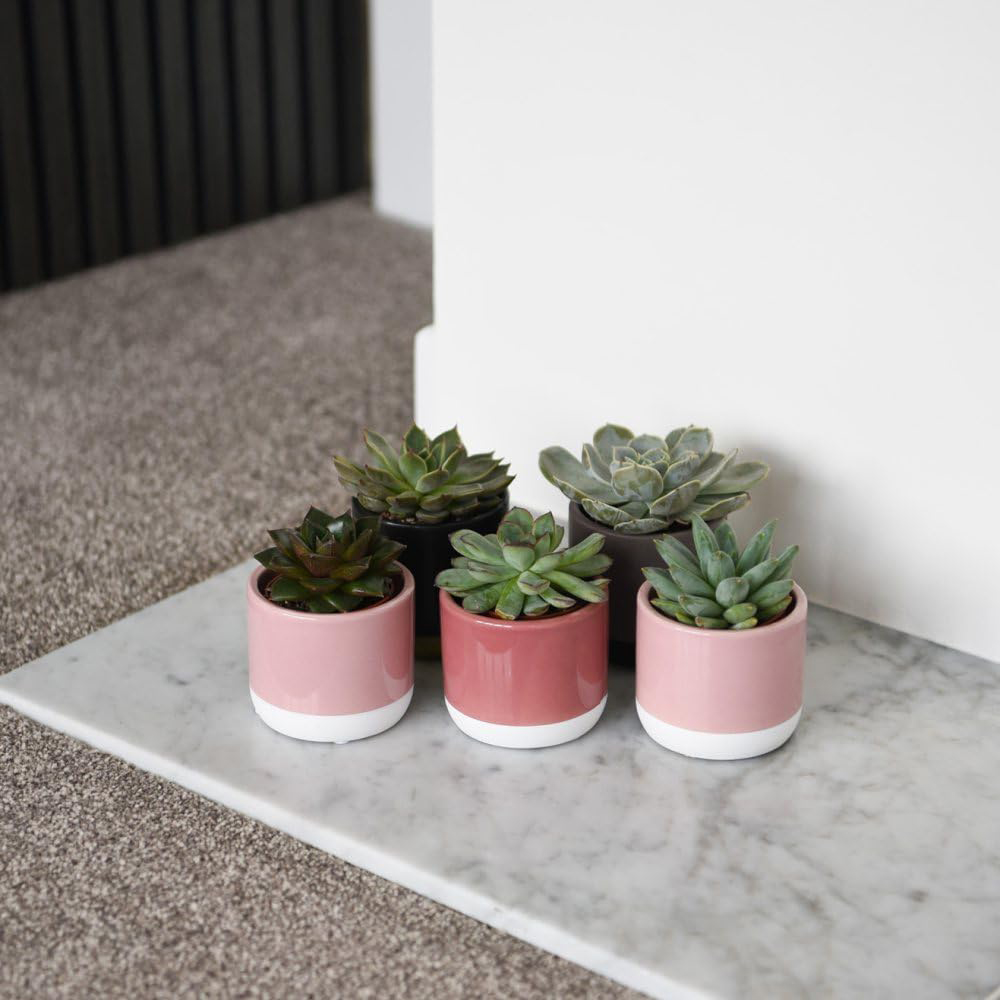 Thompson and Morgan Echeveria Mix Potted Plant 5.5cm 18 Pack Image 3