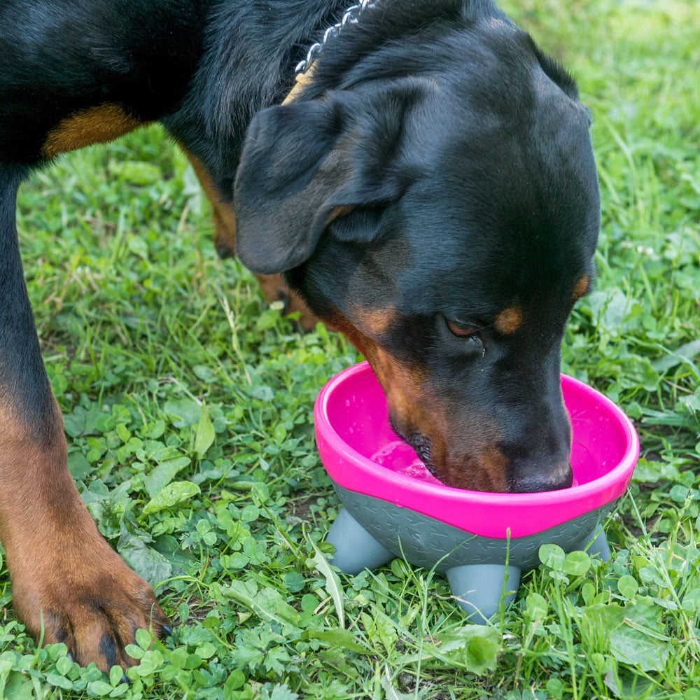 Kiwi Walker Pink UFO Dog Bowl Image 2