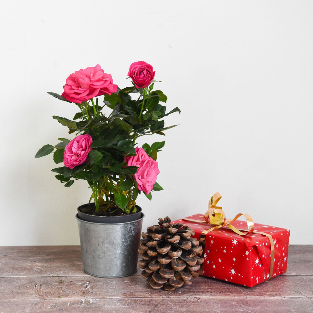 Thompson and Morgan Christmas Gift Scented Rose Deep Pink Plant in Zinc Pot 10.5cm 2 Pack Image 7