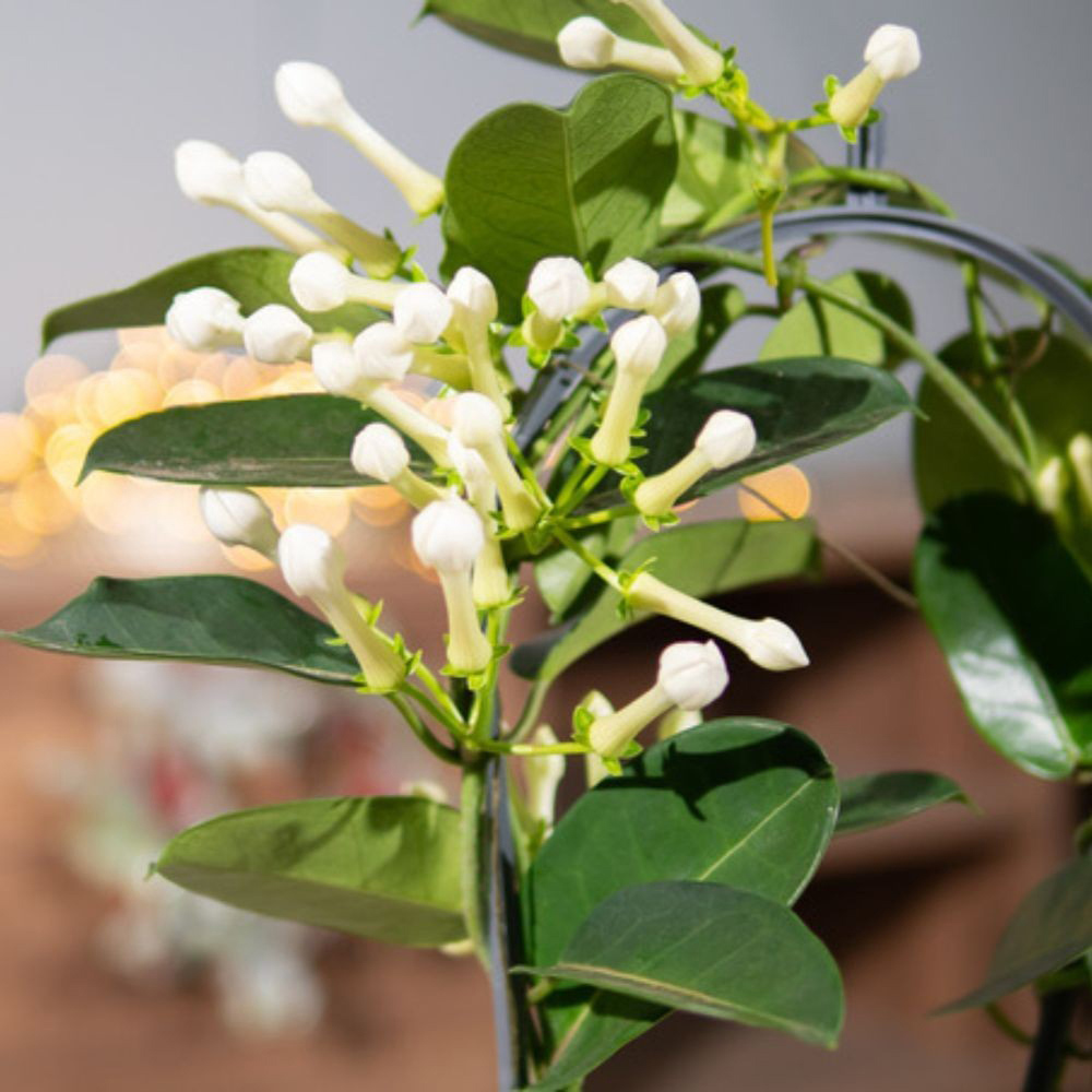 Thompson and Morgan Christmas Gift Stephanotis Floribunda Plant in Zinc Cachepot 12cm Image 7