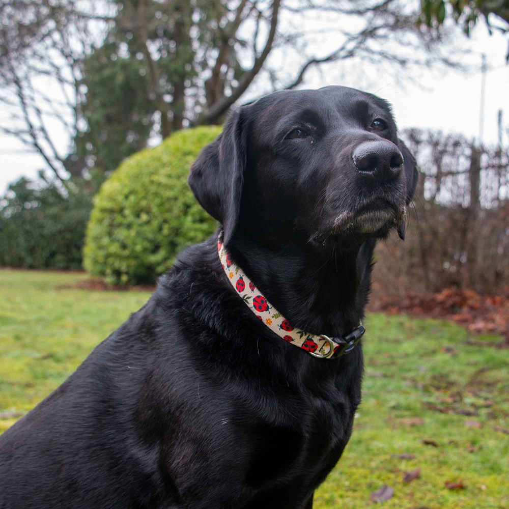 Soho Ladybird Dog Collar M Image 2