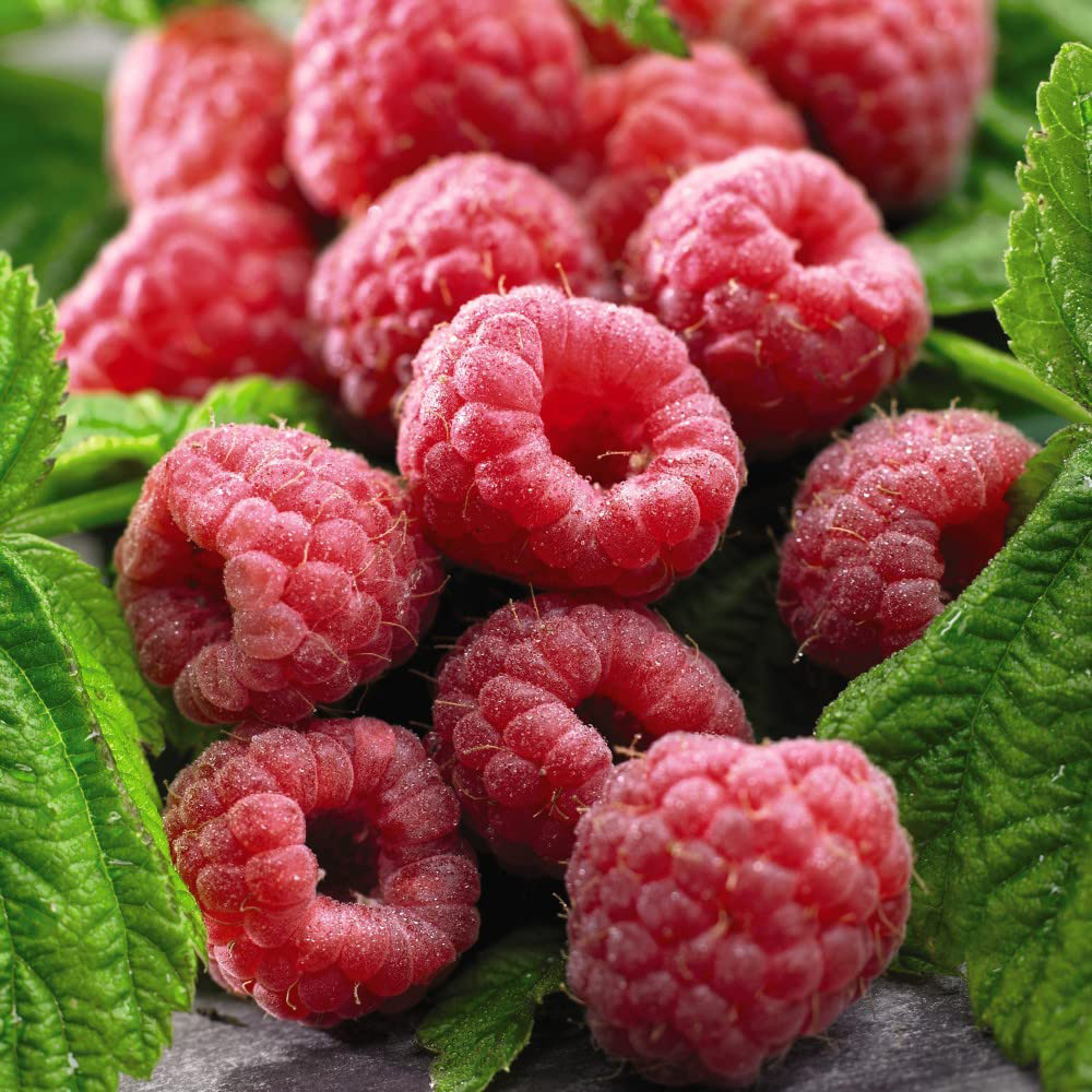 Thompson & Morgan Raspberry Rubus Idaeus Polka Cane Plant 3 Pack Image