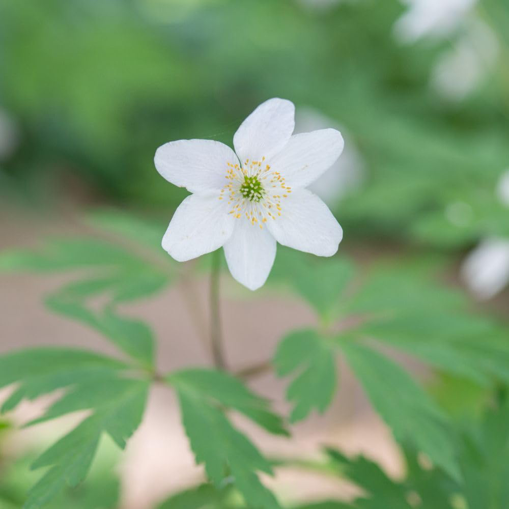Thompson and Morgan Anemone Nemerosa Rhizomes Bare Root 30 Pack Image 3
