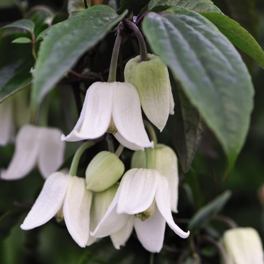 Thompson and Morgan Clematis Winter Beauty Plant Pot 7cm with Tower Pot Kit Image 3