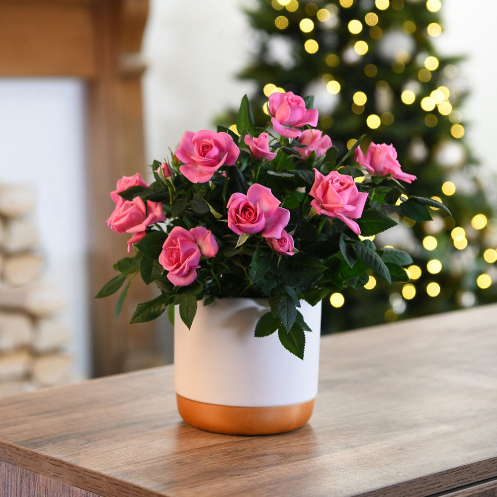 Thompson and Morgan Christmas Gift Scented Rose Deep Pink Plant in Zinc Pot 10.5cm 2 Pack Image 6