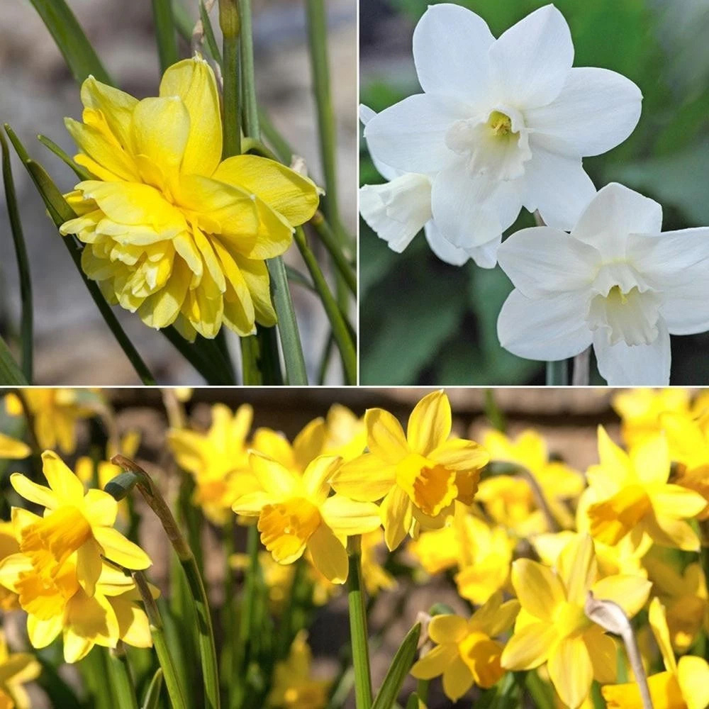 Thompson and Morgan Daffodil Cornish Miniatures Collection Planting Bulb 24 Pack Image 1